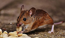 24 Hour & Emergency Exterminators in Ft George G Meade, MD